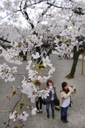 東京で桜満開