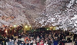 東北の桜開花 今月中旬から下旬に