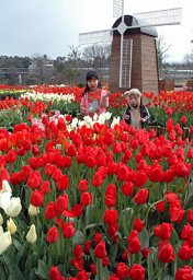 チューリップ20万本カラフルに とっとり花回廊