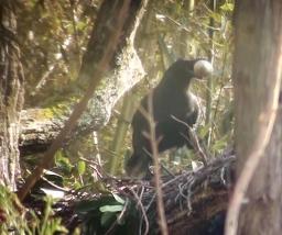 【社会】 トキの卵奪うカラス撮影