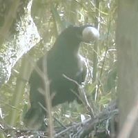 トキの卵、カラスが持ち去る…巣を空けたすきに