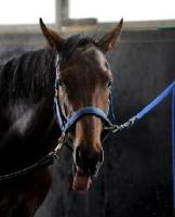 競馬:１５日の皐月賞Ｇ１枠順決まる