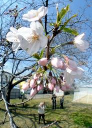 いわき市で津波被害の桜が開花 桜前線が東北入り