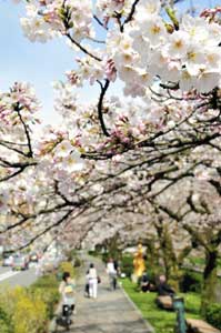 晴れて開花宣言 富山県富山市