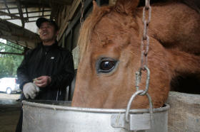 「野馬追」の馬たち、故郷・福島に 避難先から戻る