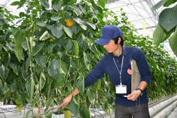 【新聞ウォッチ】トヨタ、もっといい“野菜”作ろうよ