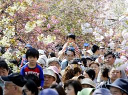 桜の通り抜け始まる、大阪造幣局 見頃は週末