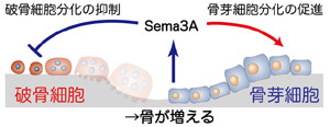 東京医科歯科大、骨の形成と破壊を同時にコントロールするたんぱく質を発見