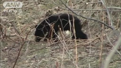 札幌市の住宅街でクマ出没 市は注意呼びかけ