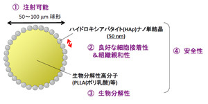 大阪市大、血管新生療法の治療効果を増幅させるナノテク微粒子を開発
