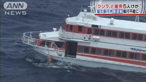 海面に血…高速船が“クジラ”と衝突し5人けが