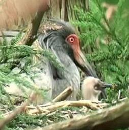 放鳥トキのひな、鳴き声も 環境省が映像で確認