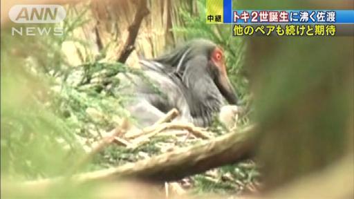 36年ぶり！放鳥トキのひな誕生に沸く佐渡は…