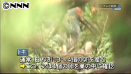 新たに２羽確認 トキのひな計３羽に