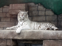 東山“密会”は「誤解」 東武動物公園「一日オーナー」