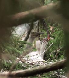 巣立ちに向け、羽が発達 放鳥トキのひな