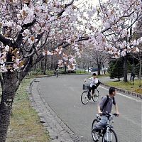 旭川市、開花当日に桜満開 観測史上初めて