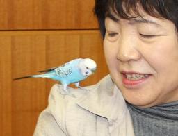 迷子インコ:住所話し帰宅 飼い主「教育実り」喜びの対面