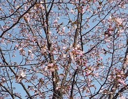 観測史上初、朝開花して午後満開になった旭川の桜