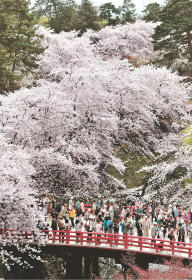 弘前彩る満開桜 今季最多２５万人の人出