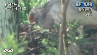 環境省、放鳥トキのひな動画配信