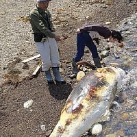 海岸に打ち上げられたクジラらしき生物の死骸（島根県隠岐の島町で）