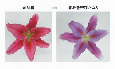 サントリー、新潟県と「青いユリ」の開発に成功