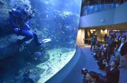 すみだ水族館でウミガメに会おう スカイツリータウン公開