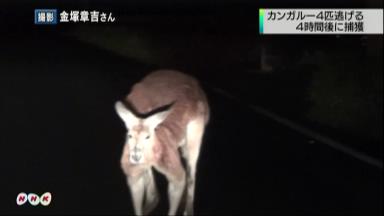 カンガルー４頭逃走 千葉、４時間かけ捕獲