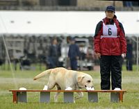 目指せ！鼻の捜査官・・・嘱託警察犬の審査会