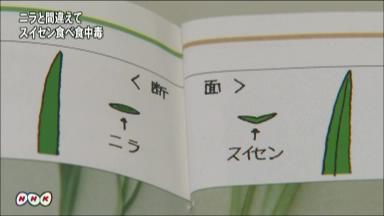 スイセン誤食:家族５人が吐き気 北海道でニラと間違え