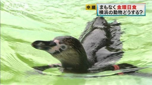 日食始まると…ワオキツネザルの行動に異変