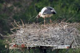 コウノトリのひな誕生か 野外同士の親から２例目