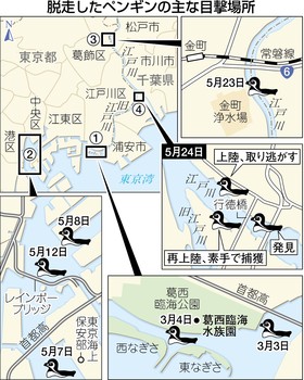 西へ東へ 脱走ペンギン 東京港周辺 捕獲まで８２日間