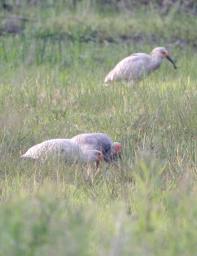 トキの幼鳥２羽、もう餌探し ３羽とも巣ある林の外に