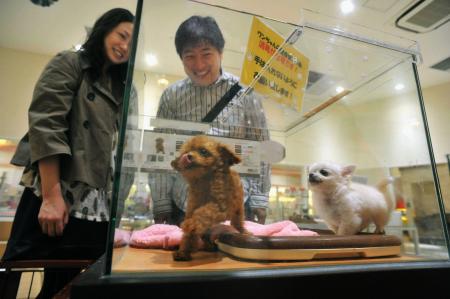 犬や猫の殺処分ゼロに…民主ＷＴが愛護法改正案