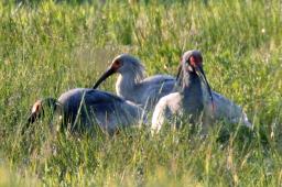 放鳥トキ、家族だんらん 幼鳥３羽を同時確認