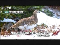 白山でライチョウ ３年連続で越冬