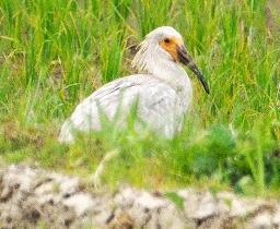 トキのひな１羽、新たに巣立ち