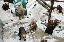 鹿角のクマ牧場２人死亡:県が廃業届を受理 埼玉・東武動物公園、雌ヒグマ受け入れ検討 ／秋田