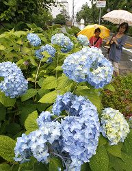 梅雨入り:四国も 平年より３日遅く ／愛媛