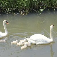 コブハクチョウ親子が波紋…外来種、生態系影響