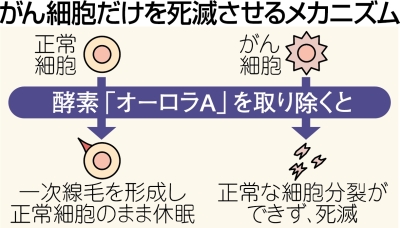 酵素除きがん細胞死滅 愛知県がんセンター研