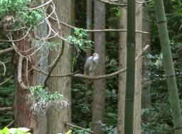 佐渡のトキ:行方不明の幼鳥、生存を確認 杉の枝上に