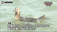 脱走ペンギンの名前募集！ 今の呼び名は識別番号「３３７」