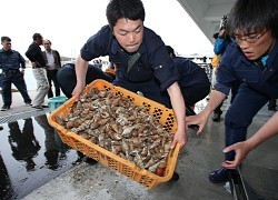 福島県漁連:相馬市沖で試験操業 放射性物質は不検出