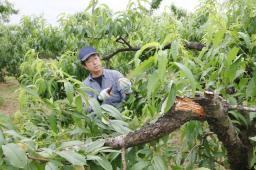 県内明朝まで強風警戒、台風４号