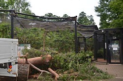 台風４号:倒木で金網に隙間…リス脱走 東京・武蔵野