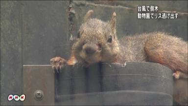 台風で金網破れリス30匹逃げる 東京・武蔵野の施設