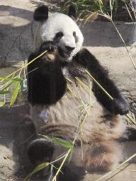 パンダのシンシン＝東京都台東区の上野動物園